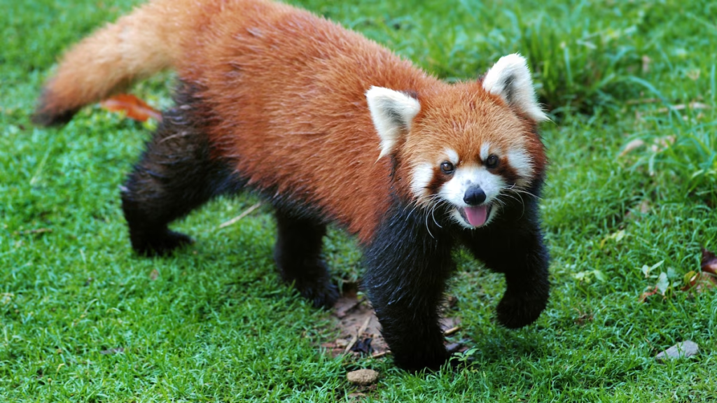 Red Panda: Hewan Super Imut yang Nggak Kalah Gemes dari Kucing! (2024)